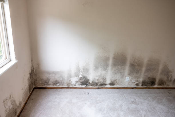 Summit, WA Mold Removal Company